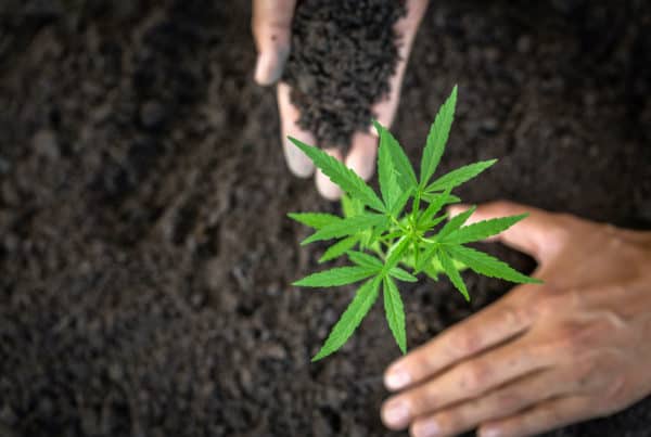 marijuana being planted in soil, how to grow marijuana legally