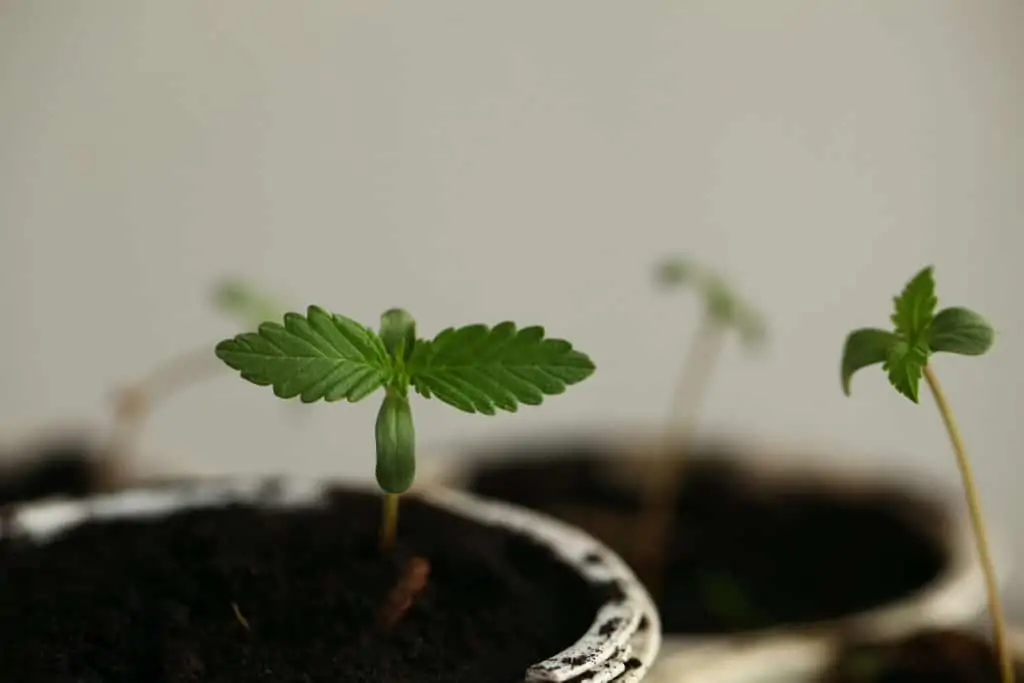How to Grow a Small Marijuana Plant 1 small marijuana plant in pot of soil