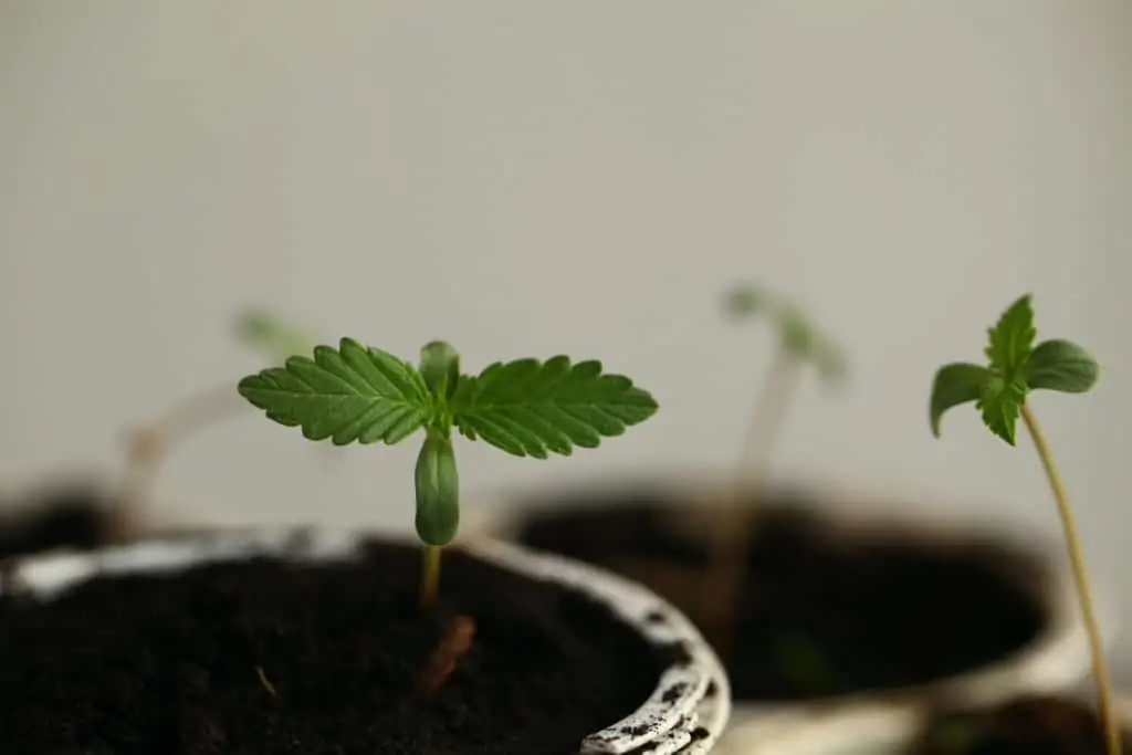 small marijuana plant in pot of soil 