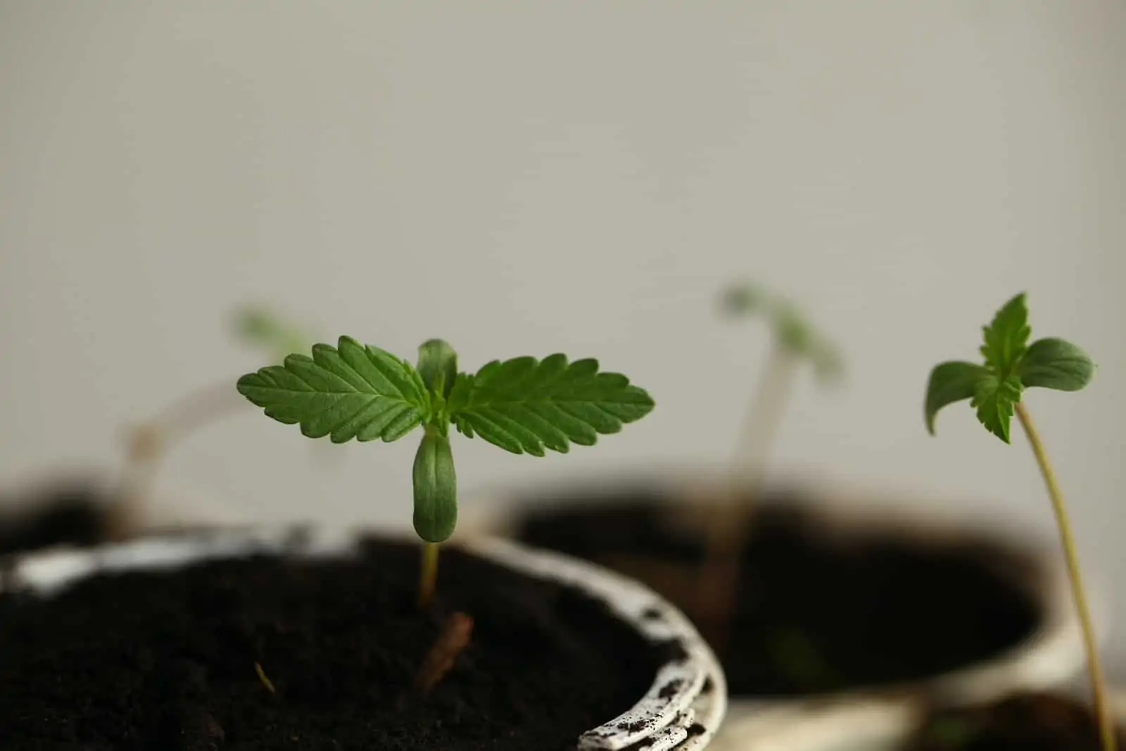 How to Grow a Small Marijuana Plant