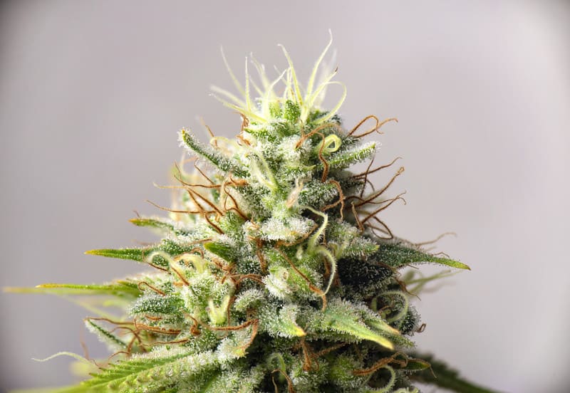 Wedding Crasher Weed Strain Review & Information