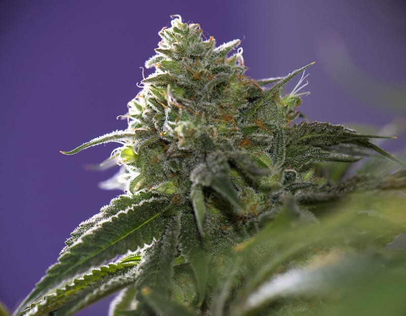 close up of marijuana strain on purple background, zookies strain