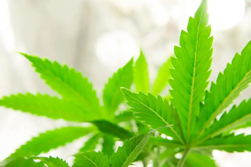 marijuana plant, Arnold Palmer strain