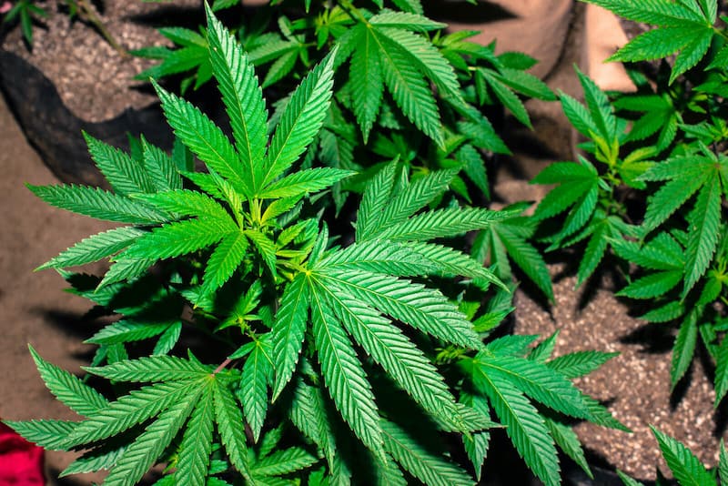 close up of marijuana plants, best school for growing weed in colorado
