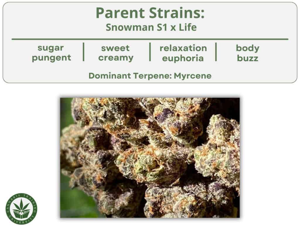 chart describing cereal milk strains effects with a picture of cannabis buds