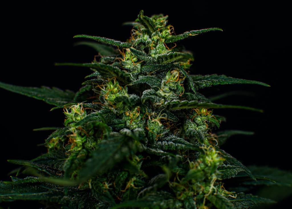 up close of marijuana plant with black background, cosmic cookies strain