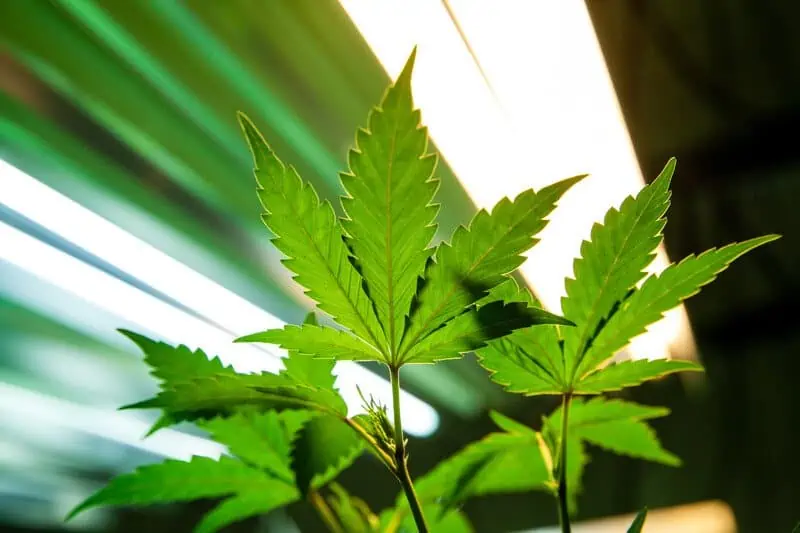 cannabis leaves under light, does cannabis grow better in sunlight or artificial light