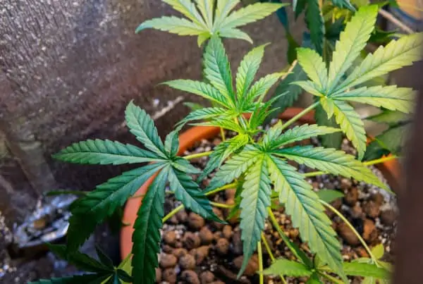 marijuana plants in ground, growing weed in Texas
