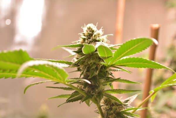 up close of cannabis plant outdoors, sexing marijuana plants