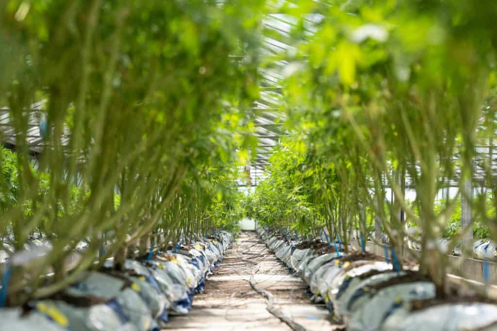 5 Important Chores to Do In Your Outdoor Cannabis Garden This Summer 1 line of marijuana plants outside growing, chores to do in your outdoor cannabis garden