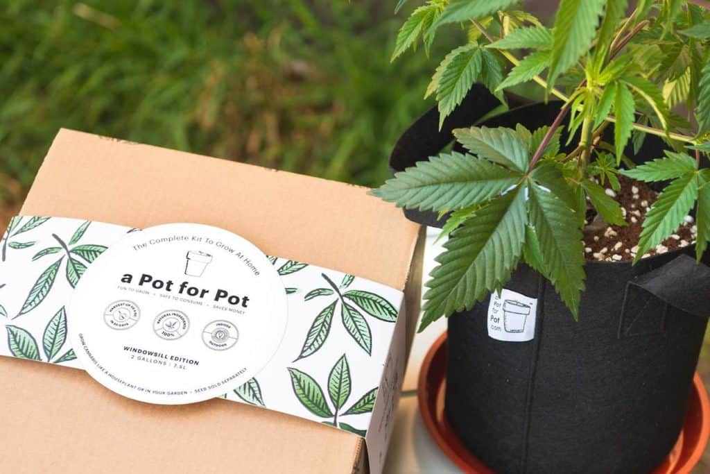 cardboard box next to marijuana plant, a pot for pot reviews