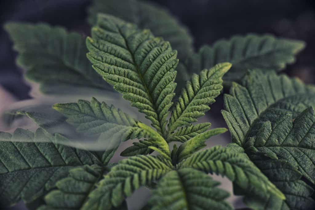 Cannabis plant leaf detail growing indoors with smoke in the background, alaskan thunder fuck strain