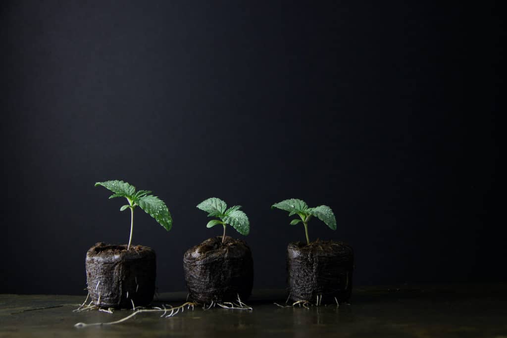 Healthy marijuana seedlings cannabis plant, best nutrients for an outdoor grow