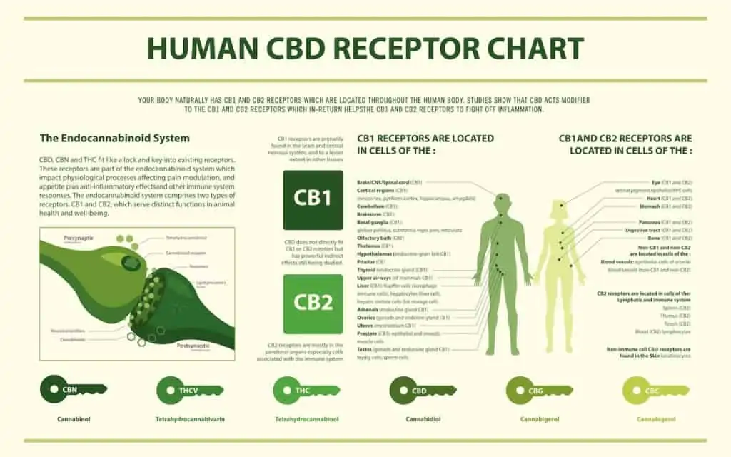 cbd receptor chart, infographics