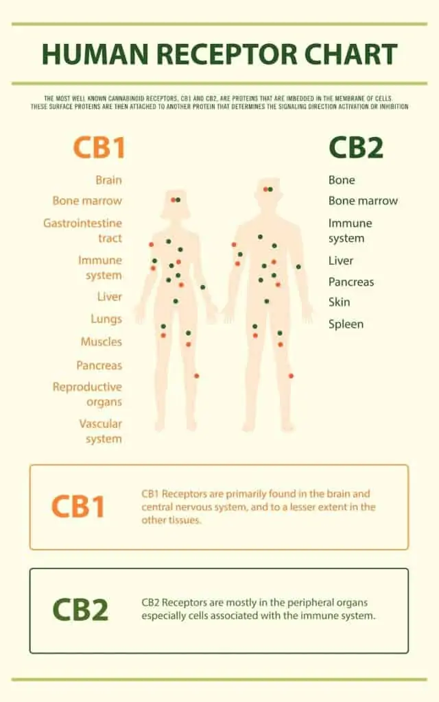 infographic of human cbd receptor chart