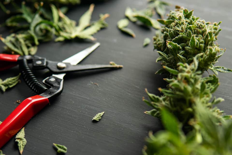 trimming scissors next to marijuana clippings, marijuana training 