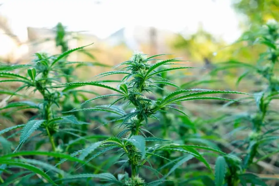 How to Grow the Biggest Pot Plant Possible 1 marijuana plants in a field, biggest pot plant
