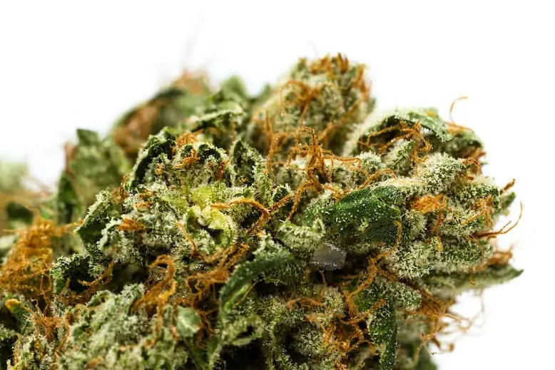 London Pound Cake Weed Strain Review & Information