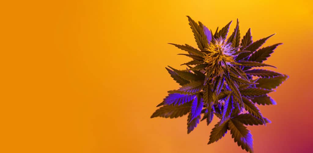 marijuana plant close up with purple hues on orange background, orange cookies strain