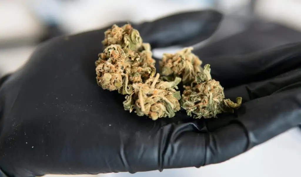 cannabis buds on black gloved hand, slurricane strain