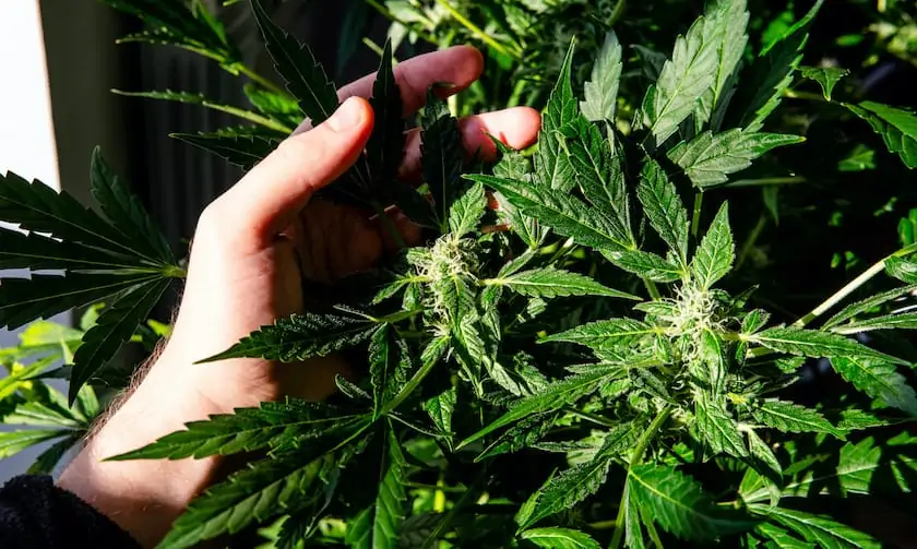 hand touching a green marijuana plant, tres star strain