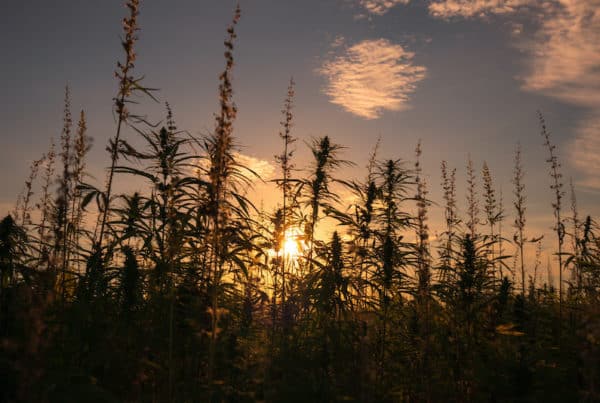 cannabis field, what summer solstice means for cannabis growers