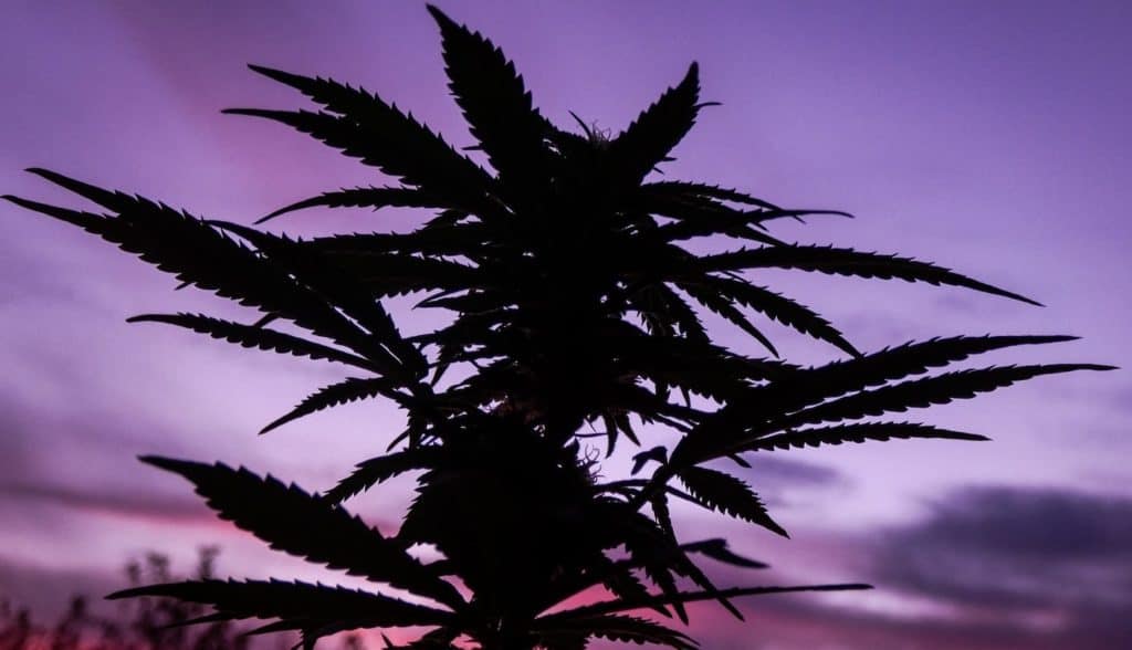 marijuana plant against a purple sky, when does flowering start outdoor in California
