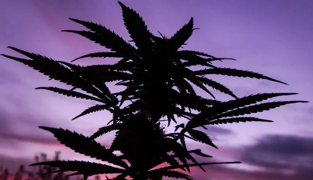 marijuana plant against a purple sky, when does flowering start outdoor in California