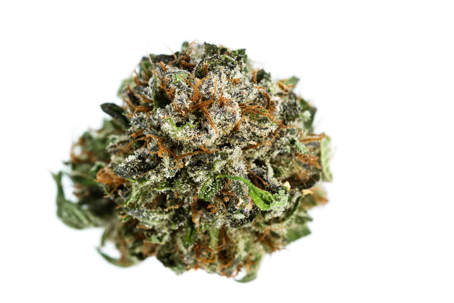 White Knuckles Weed Strain Review & Information