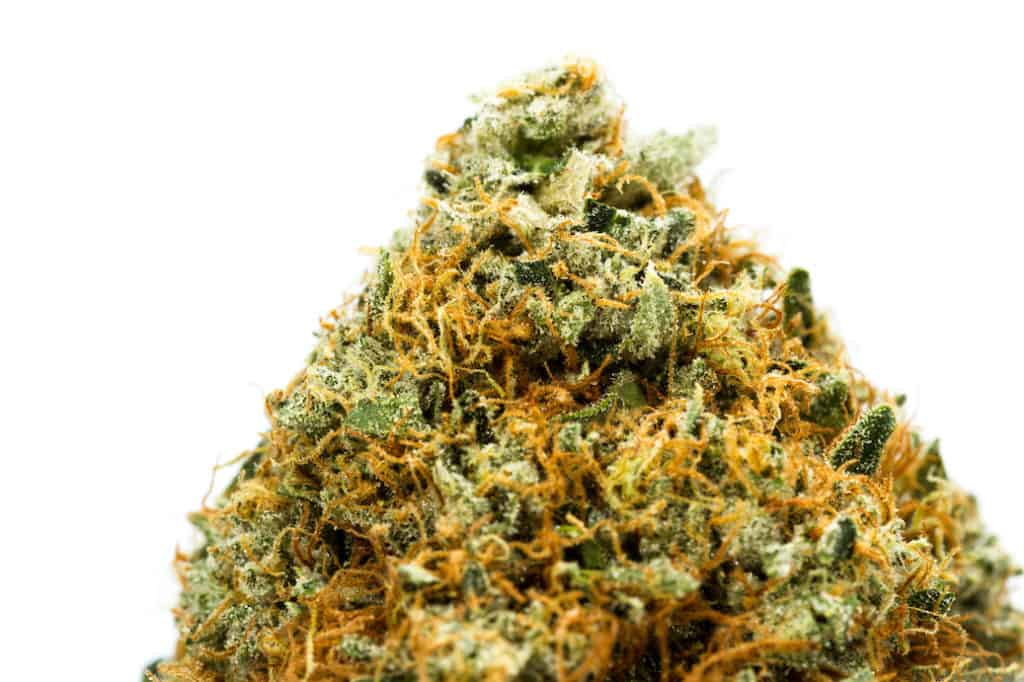 Willy’s Wonder Strain Review 1 Macro of a cannabis bud with amazing crystals and fibers, willy's wonder strain