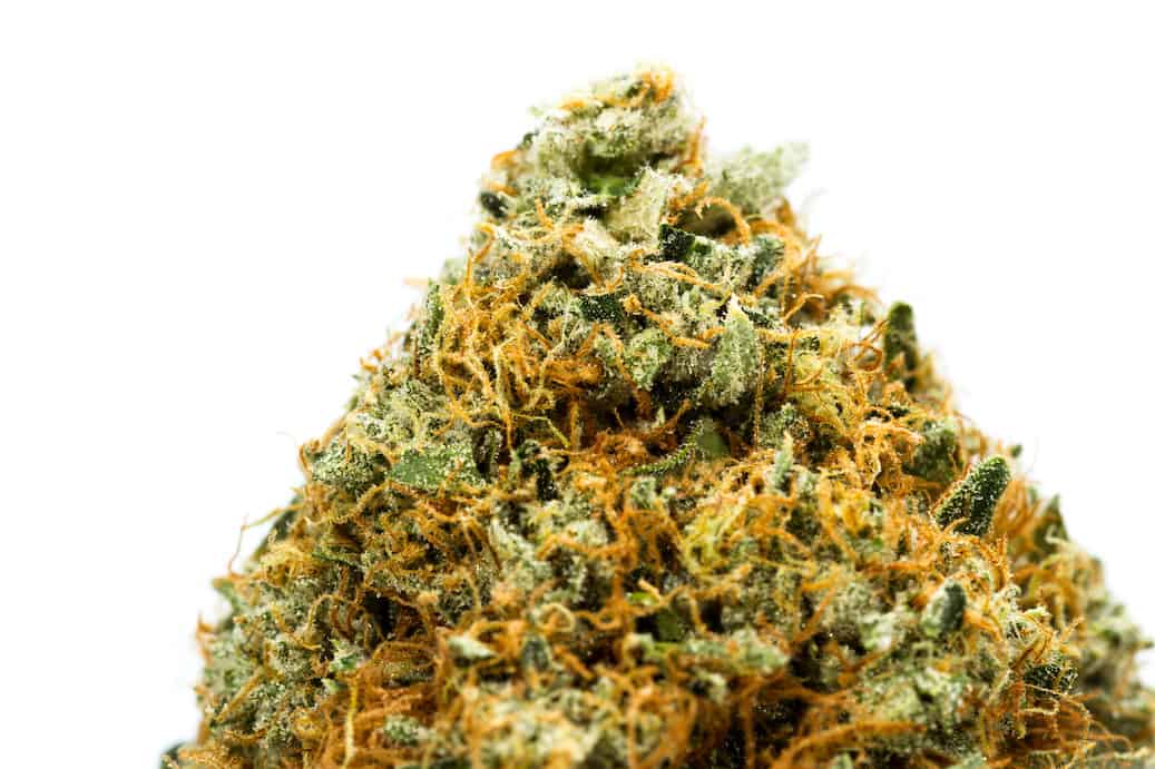 Willy’s Wonder Weed Strain Review & Information