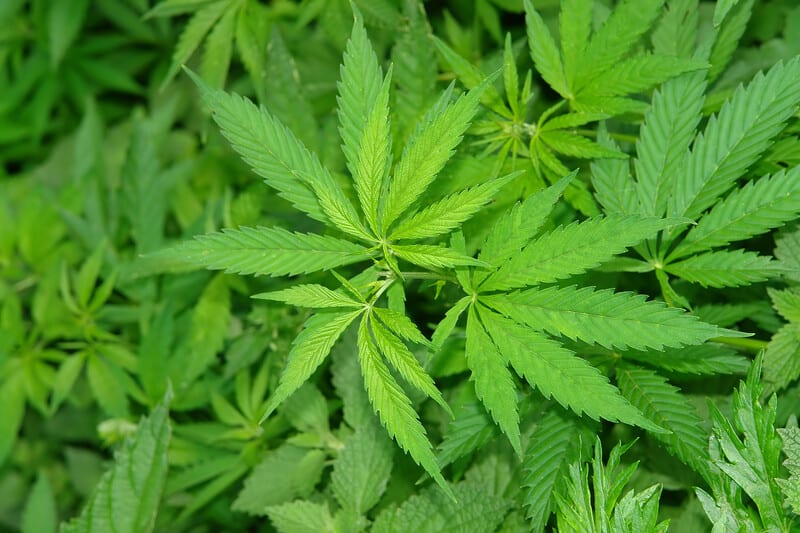 Guide to Overwatered Marijuana Plants