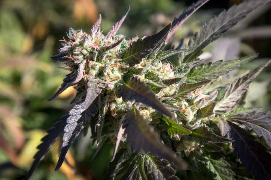 close up of marijuana strain, fruit punch strain