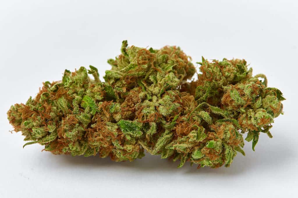 Close up macro of medical and recreational Strawnana strain marijuana bud natural light grown on white background, gruntz strain
