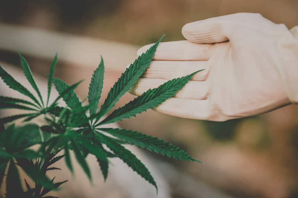 Farmers examine the growth of fresh marijuana for medical, indoor grow calendar