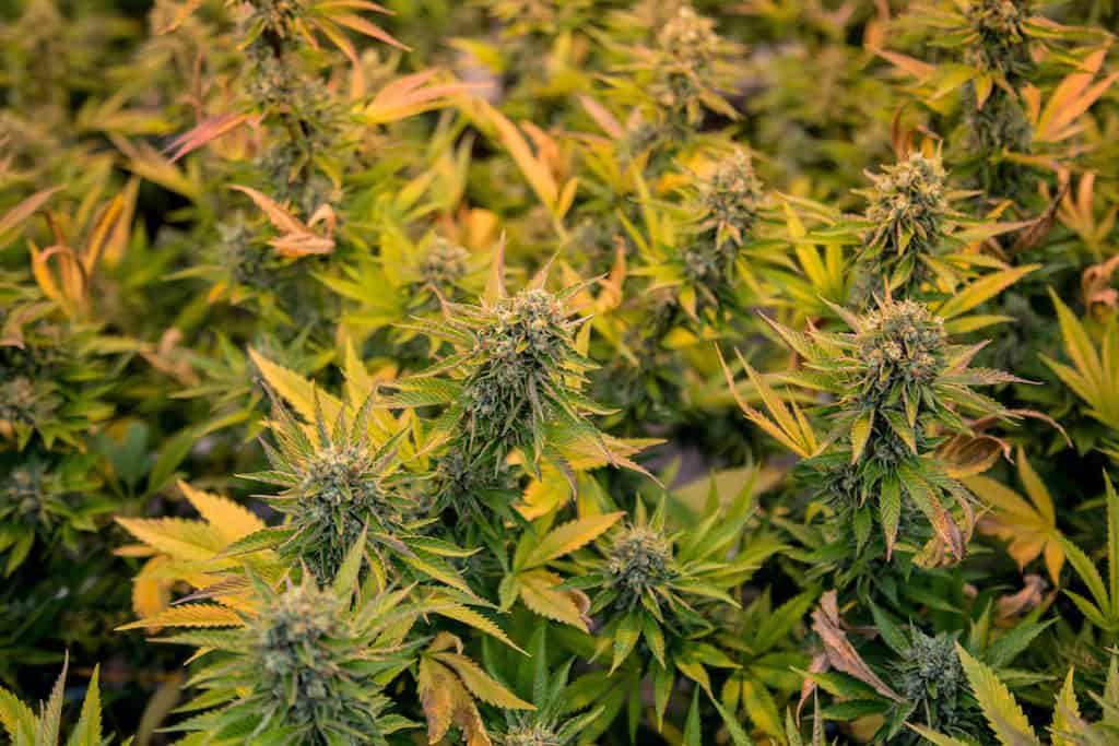 filed of marijuana plants, la kush strain