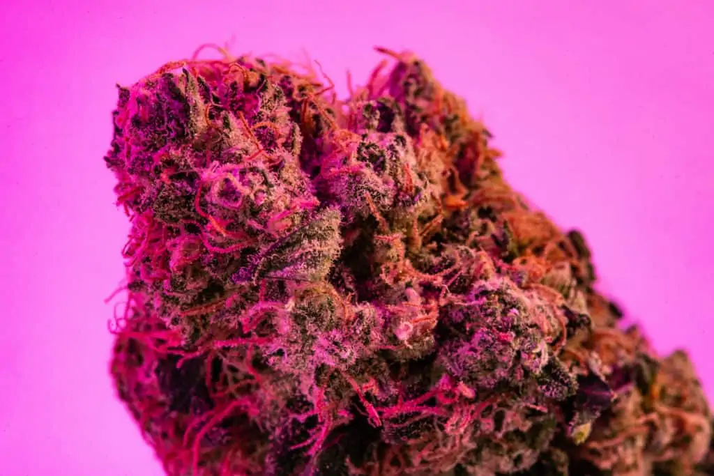close up of purple and pink hued marijuana on pink background, pink rozay strain