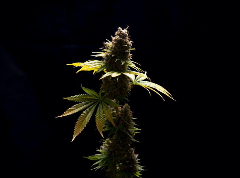 close up of marijuana flower isolated over black background, Yoda strain