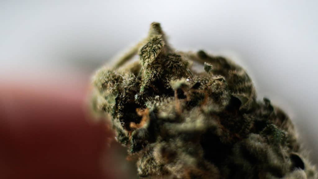 up close of a marijuana bud, Zaza strain