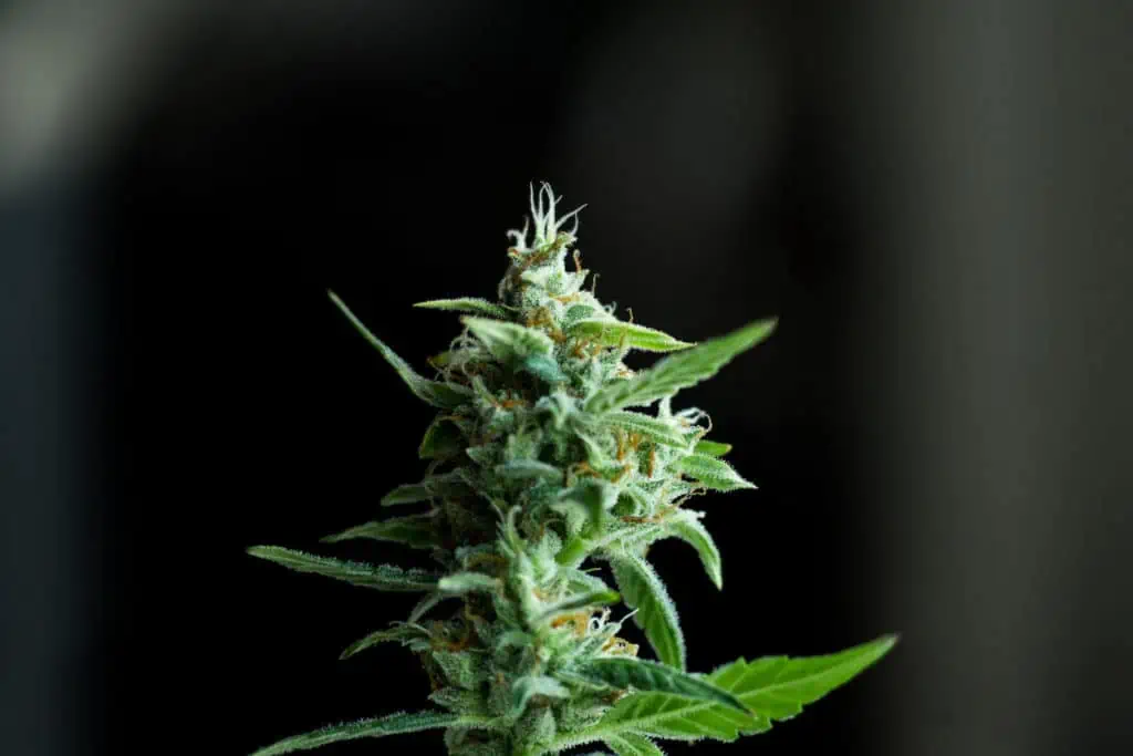 close up of cannabis plant, Zaza weed strain