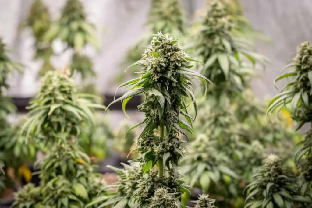 up close of marijuana plants, billionaire Charles koch