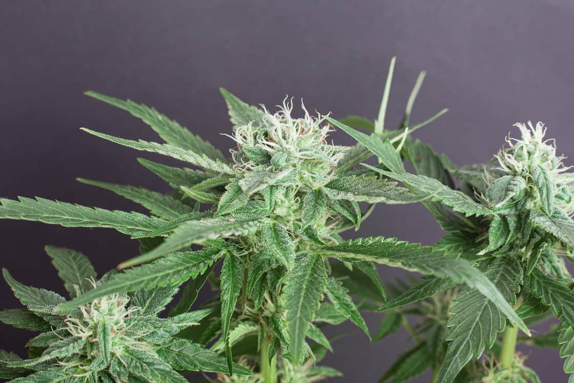 Guide to Breathtaking Flowering Cannabis