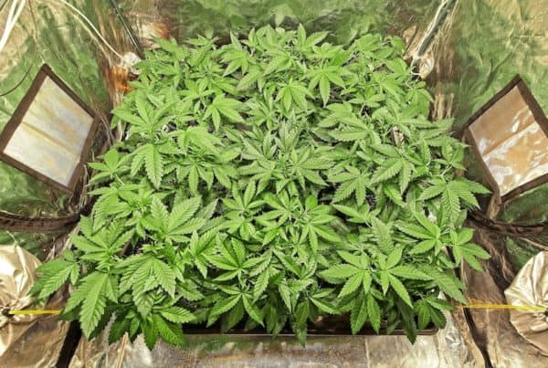 marijuana plants growing in a grow room, how to build a grow room in a basement
