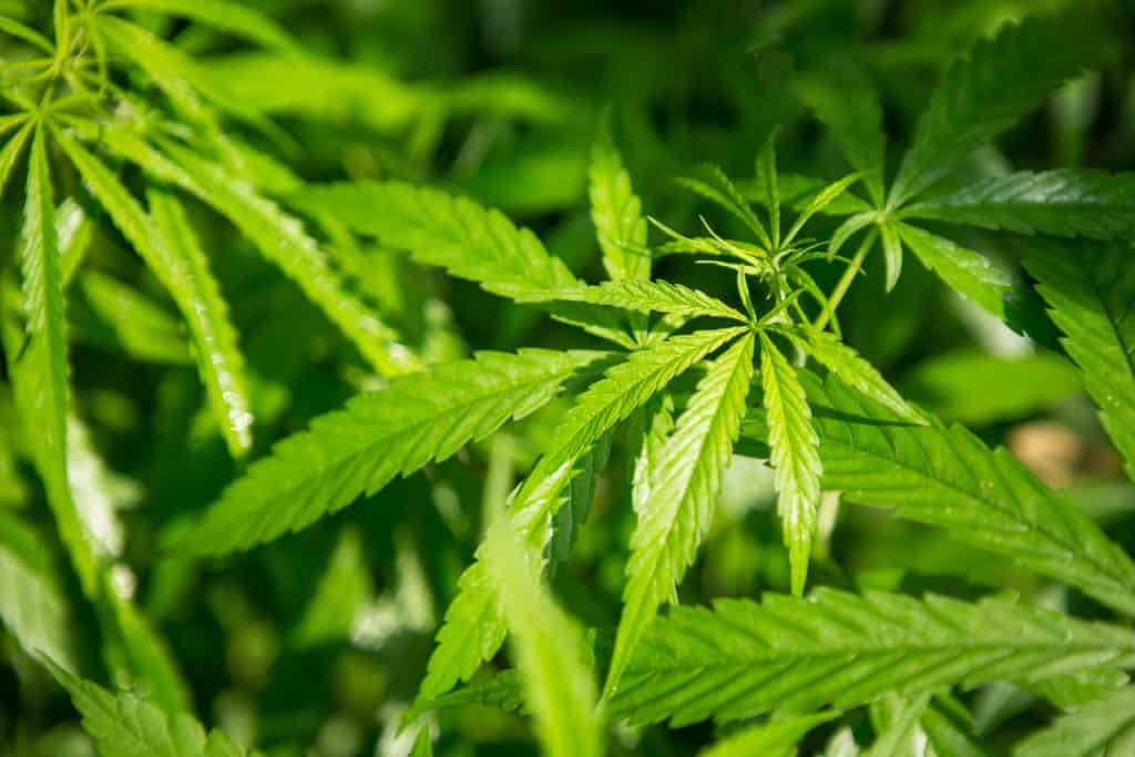 up close of marijuana plants, marijuana news recap for June 2021