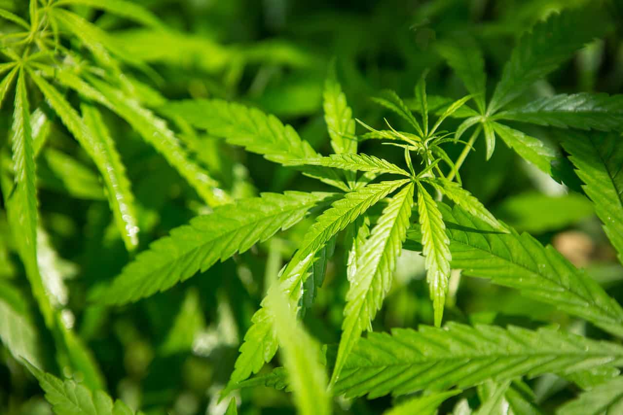 Marijuana News Recap for June 2021