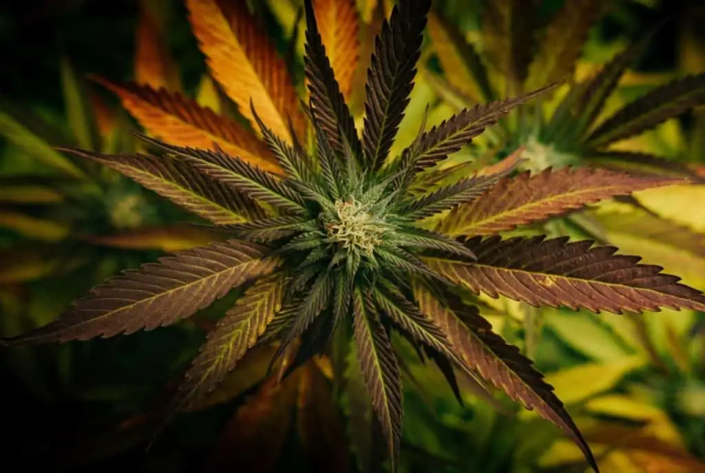 unclose of marijuana plant with orange and green leaves, medical marijuana college Michigan 