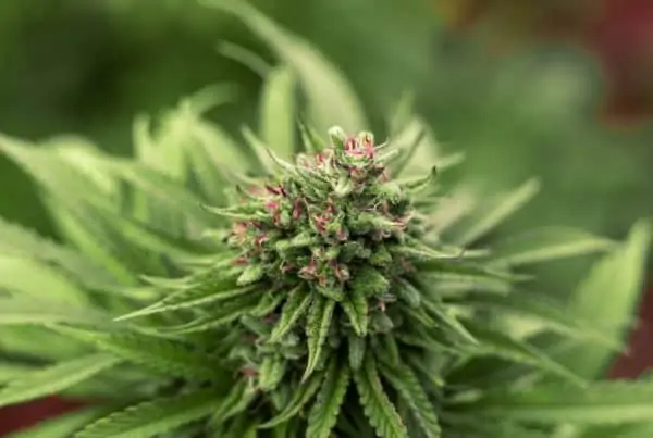 up close of cannabis plant, cannabis education online