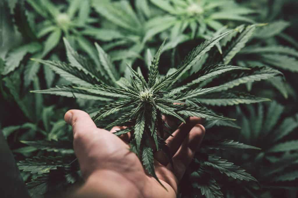 hand touching a marijuana plant, training marijuana plants