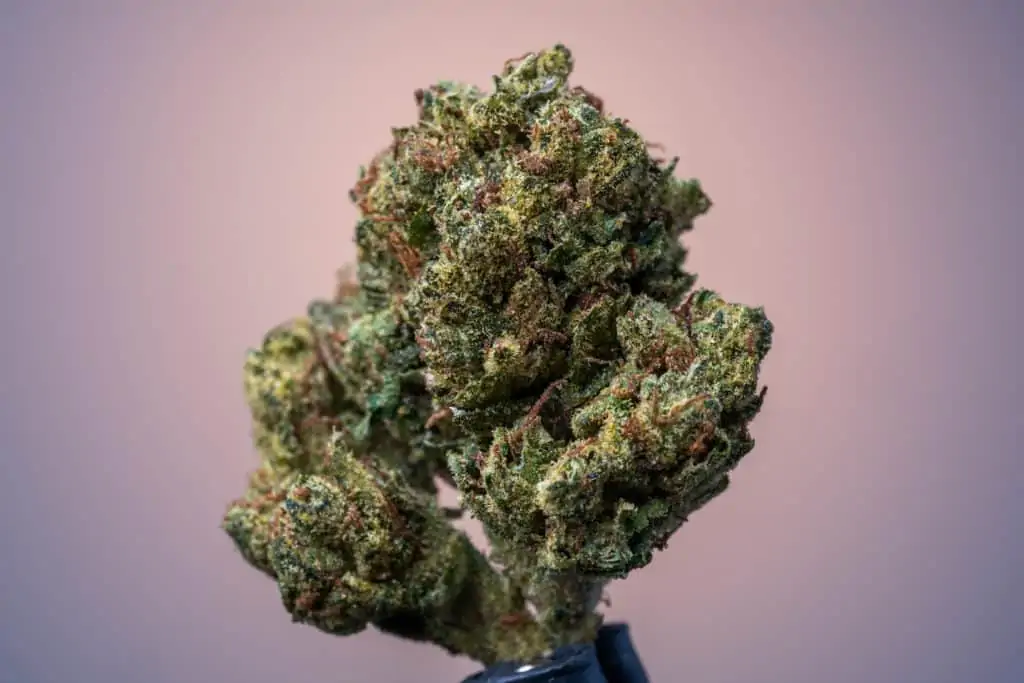 up close of a marijuana strain, dirty sprite strain