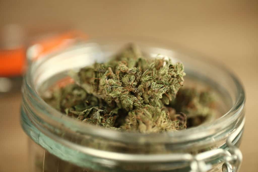 medical cannabis marijuana in a glass jar, fatso strain